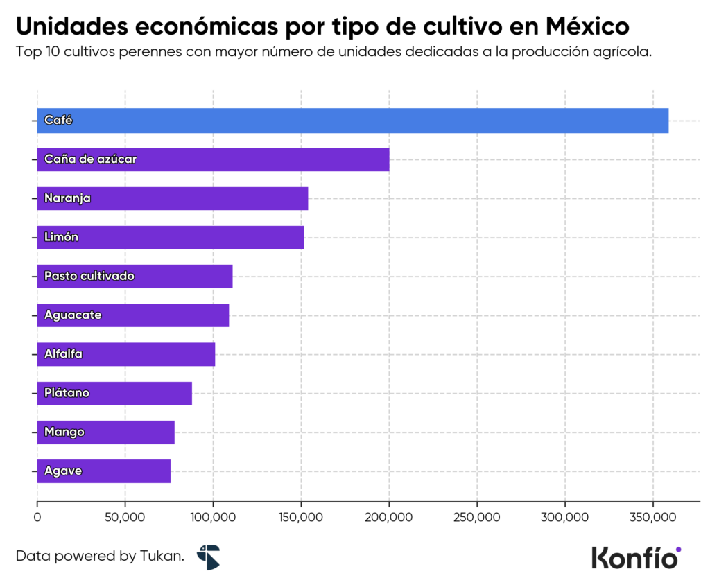Producción de café en México: los estados que impulsan el crecimiento del sector 5 Producción de café en México: los estados que impulsan el crecimiento del sector